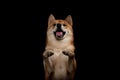 Young red shiba inu boy Royalty Free Stock Photo