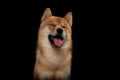 Young red shiba inu boy Royalty Free Stock Photo