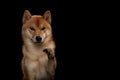 Young red shiba inu boy Royalty Free Stock Photo