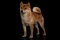 Young red shiba inu boy Royalty Free Stock Photo