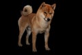 Young red shiba inu boy Royalty Free Stock Photo