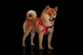 Young red shiba inu boy Royalty Free Stock Photo