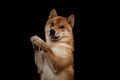 Young red shiba inu boy Royalty Free Stock Photo