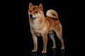 Young red shiba inu boy Royalty Free Stock Photo