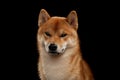 Young red shiba inu boy Royalty Free Stock Photo