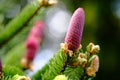 Young red spruce cones Royalty Free Stock Photo