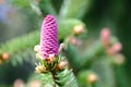 Young red spruce cones