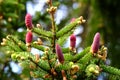 Young red spruce cones Royalty Free Stock Photo