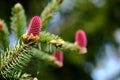 Young red spruce cones