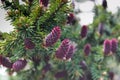 Young red spruce cones on the branches Royalty Free Stock Photo