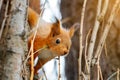 Young red squirrel looks out from behind a tree trunk. Close-up of Sciurus vulgaris