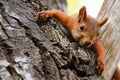 Young red Squirrel resting lying on a tree Royalty Free Stock Photo