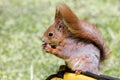 Young red squirrel sitting on bag and eating nut closeup Royalty Free Stock Photo