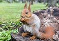 Young red squirrel sitting on tree stump in forest and eating nu Royalty Free Stock Photo