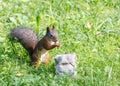 Young red squirrel standing in green grass and eating nut Royalty Free Stock Photo