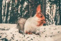 A young red squirrel at the winter Royalty Free Stock Photo
