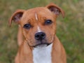 Staffordshire bullterrier head