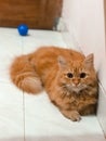 Young red tabby sitting before got sleep Royalty Free Stock Photo