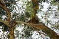 Young Red Tail Hawk. A young Red Tail Hawk sits in a tree in Souther California. Hawks are birds of prey and an important part of Royalty Free Stock Photo