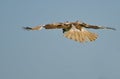 Young Red-Tailed Hawk Diving on its Prey Royalty Free Stock Photo