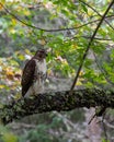 A young Red-tailed hawk perched on a tree branch Royalty Free Stock Photo