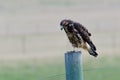 Young Red-Tailed Hawk siting on a fence post waiting for his mother