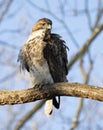Red tailed hawk young in tree Royalty Free Stock Photo