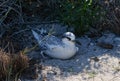 Young red-tailed tropicbird Phaethon rubricauda of Madagascar Royalty Free Stock Photo