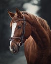 Young red trakehner mare horse with bridle in dark forest
