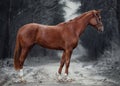 Young red trakehner mare horse full-length with bridle in dark forest