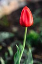 Young red tulip flower growing in spring garden Royalty Free Stock Photo