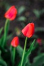 Young red tulip flower growing in spring garden Royalty Free Stock Photo