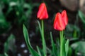 Young red tulip flower growing in spring garden Royalty Free Stock Photo