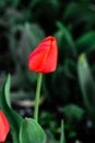 Young red tulip flower growing in spring garden Royalty Free Stock Photo