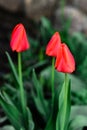 Young red tulip flower growing in spring garden Royalty Free Stock Photo