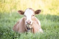 Young red white calf on leash in summer