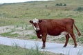 Young red-and-white cow roams free on Ameland