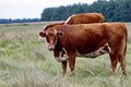 Young red-and-white cow roams free on Ameland