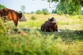 Young red-and-white cows in the floodplains of a river.  It is a warm day in the summertime Royalty Free Stock Photo