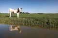 Young red and white holstein cow in green meadow reflected in dutch canal Royalty Free Stock Photo