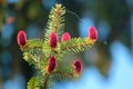 Young reddish spruce seed cones
