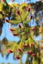 Young reddish spruce seed cones