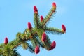 Young reddish spruce seed cones