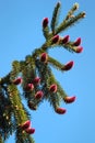 Young reddish spruce seed cones