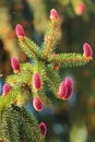 Young reddish spruce seed cones