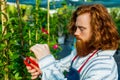 young redhaired ginger bearded man in apron cut bushes in the garden or plantation