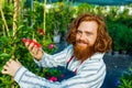 young redhaired ginger bearded man in apron cut bushes in the garden or plantation