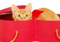 Young redhead kitty sits in a box Royalty Free Stock Photo