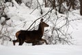 Young red deer in the snow Royalty Free Stock Photo