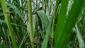 young reed in a drops rain